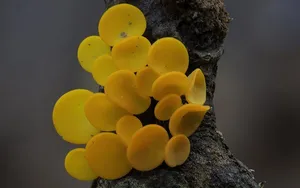 عکس های بسیاز زیبا و حیرت برانگیز از قارچهایی غیرعادی توسط استیو آکسفو...