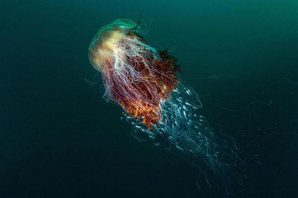 “hitchhikers” (lion’s mane jellyfish), st kilda, off the island of hirta, scotland, by george stoyle