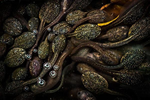 tadpoles, bristol, england, by jeanette sakel
