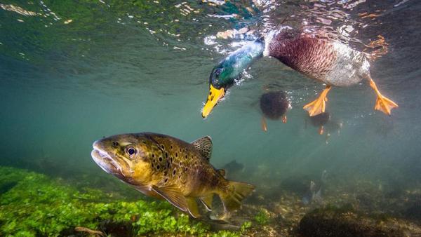 “hello ducky” (brown trout and mallard duck), hampshire, england, by paul colley