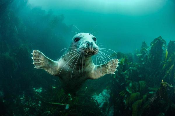 “welcome to the party” (grey seal), farne islands, northumberland, england, by adam hanlon