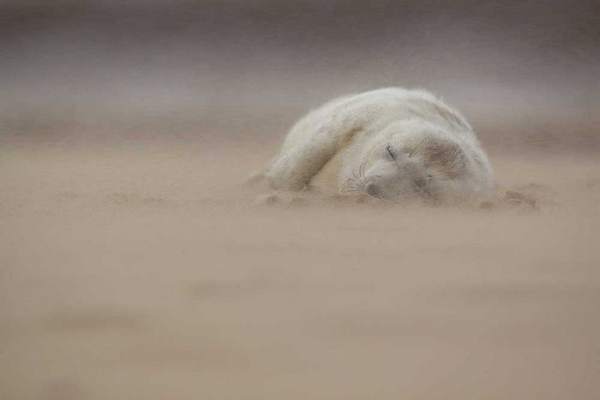 “grey seal pup in a sandstorm,” norfolk, england, by jamie hall