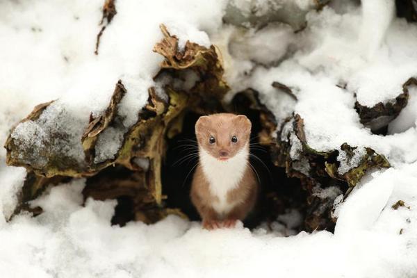 common weasel (pic 1), north yorkshire, england, by robert e fuller